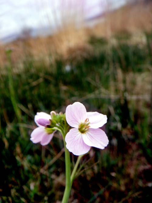 [Cardamine_prat_xs.jpg]