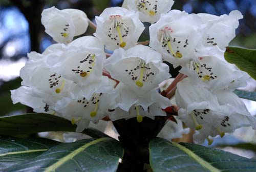 [Rhodo_sinogr_Hutchins_xs.jpg]