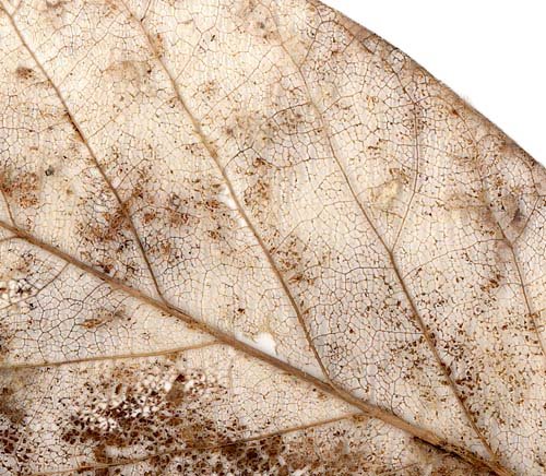 [Magnolien_Skelettb_detail.jpg]