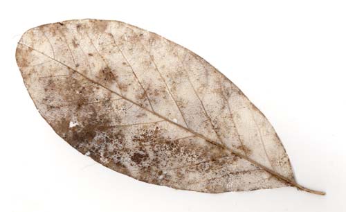 [Magnolien_Skelettb_xs.jpg]