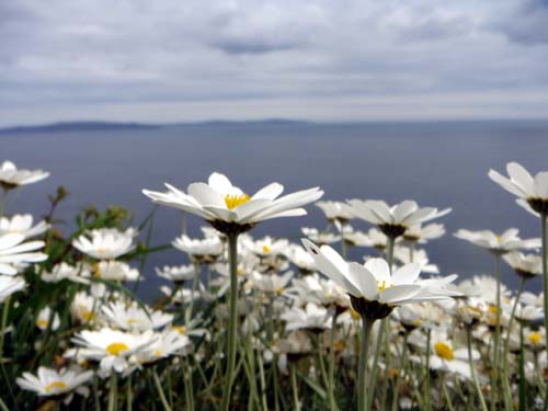 [daisies_meeresblick_xs.jpg]