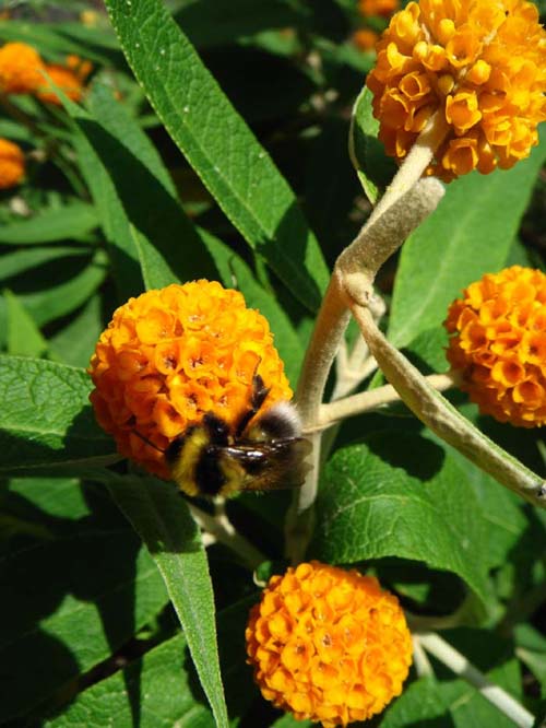 [Buddleja_bee_xs.jpg]