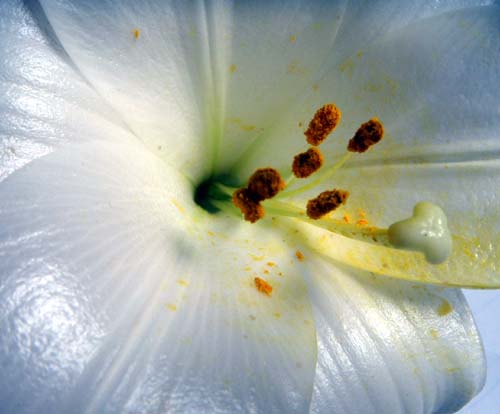 [Madonnenlilie_xs.jpg]