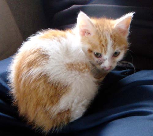 [Lance_Schoß_xs.jpg]