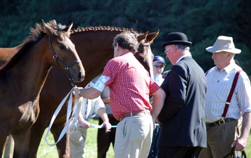 [Pferde_betrachten_xs.jpg]