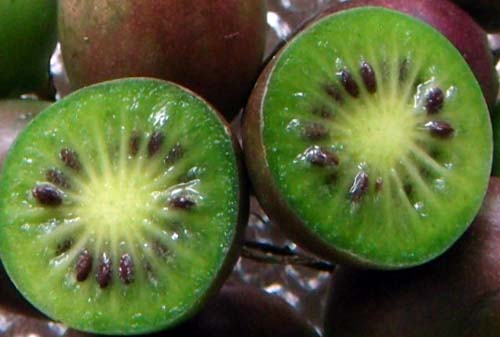 [Actinida_arguta1_xs.jpg]