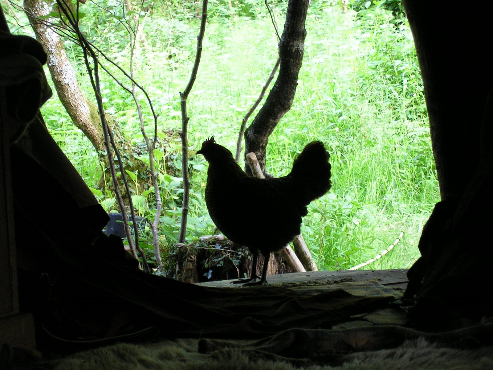 [hen+doorway.JPG]