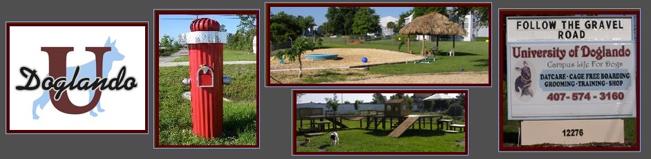 The Doglando Blog : Orlando Dog Grooming | Orlando Dog Training | Dog Day Care Orlando