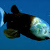 Amazing Weird Fish With Transparent Head
