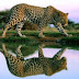 Free Wildlife & Animal wallpapers, Animal Desktop Pictures, Photos, Images