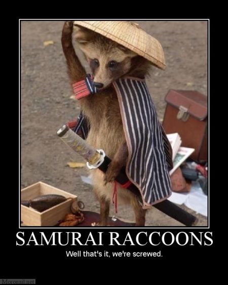 raccoons.jpeg