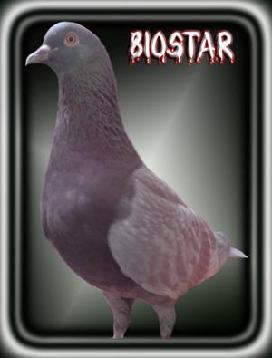 ... memelihara sepasang burung dara tau sendiri kan mer