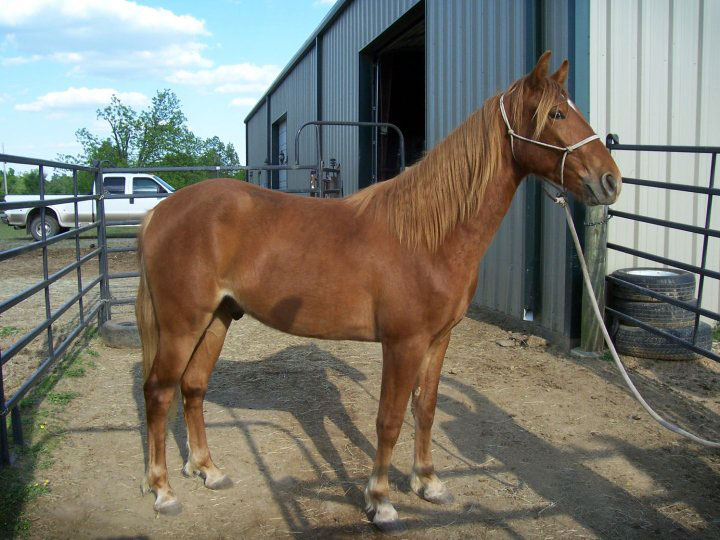 4 Mile Creek Gaited Horses For Sale Keep On Cashing M.N.