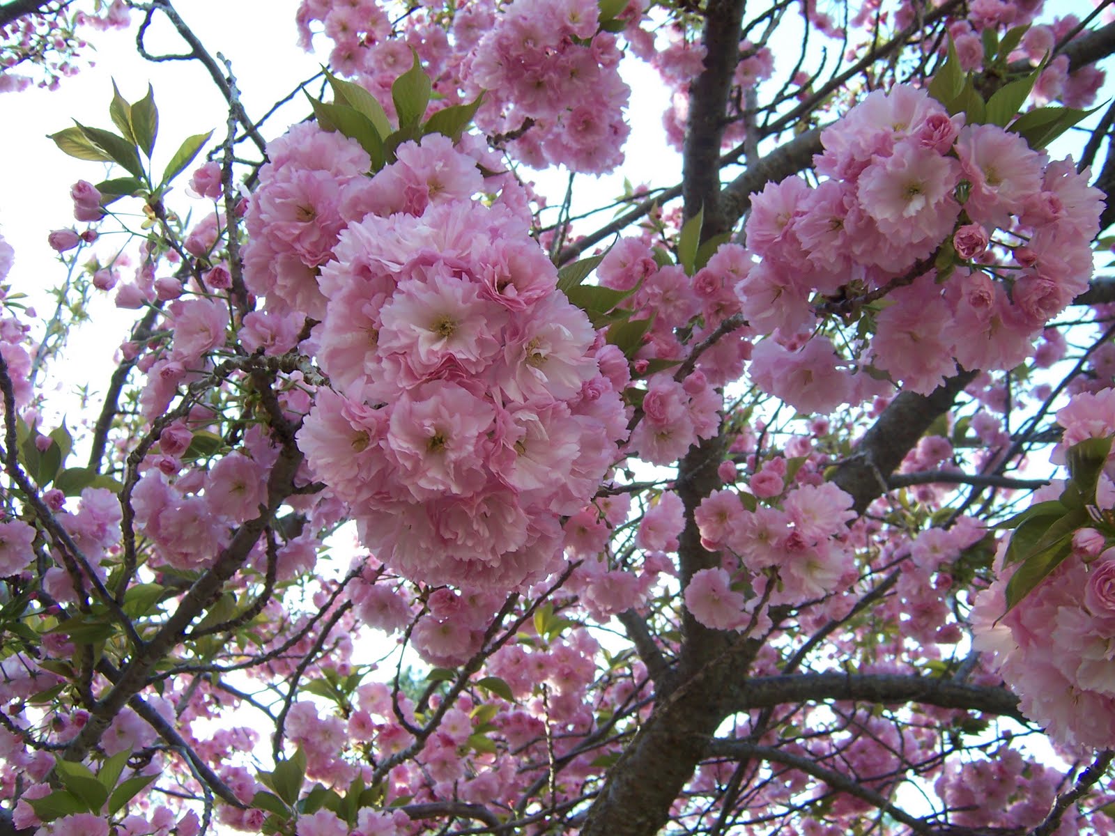 From Melanie's Home Beautiful Blooms