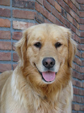 Bashia