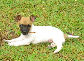 Tia TuTu...our newest baby!