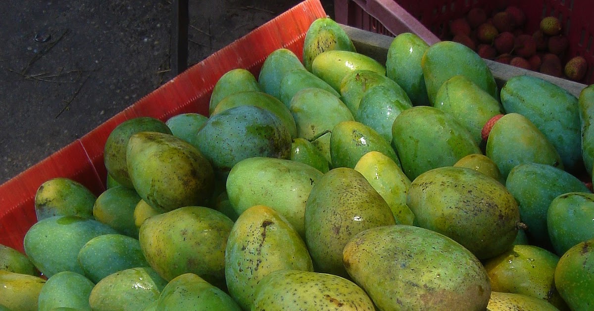 A Caribbean Garden Mango Kuchela