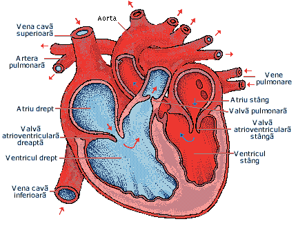 Medicina