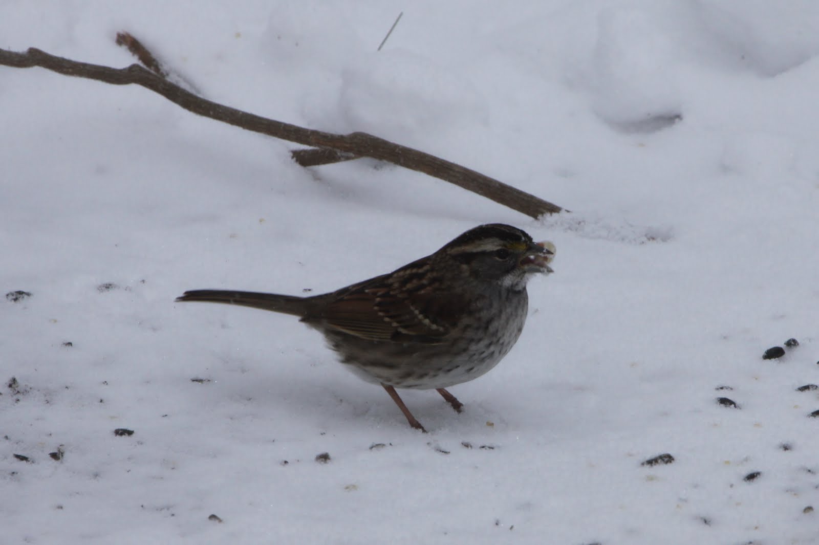 Looking Out from Central Massachusetts Our Backyard Birds in the Snowstorm