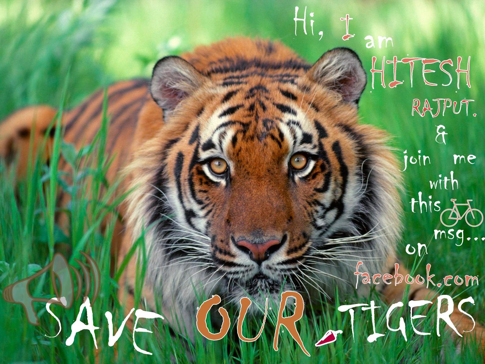 Few lines on save tiger picture