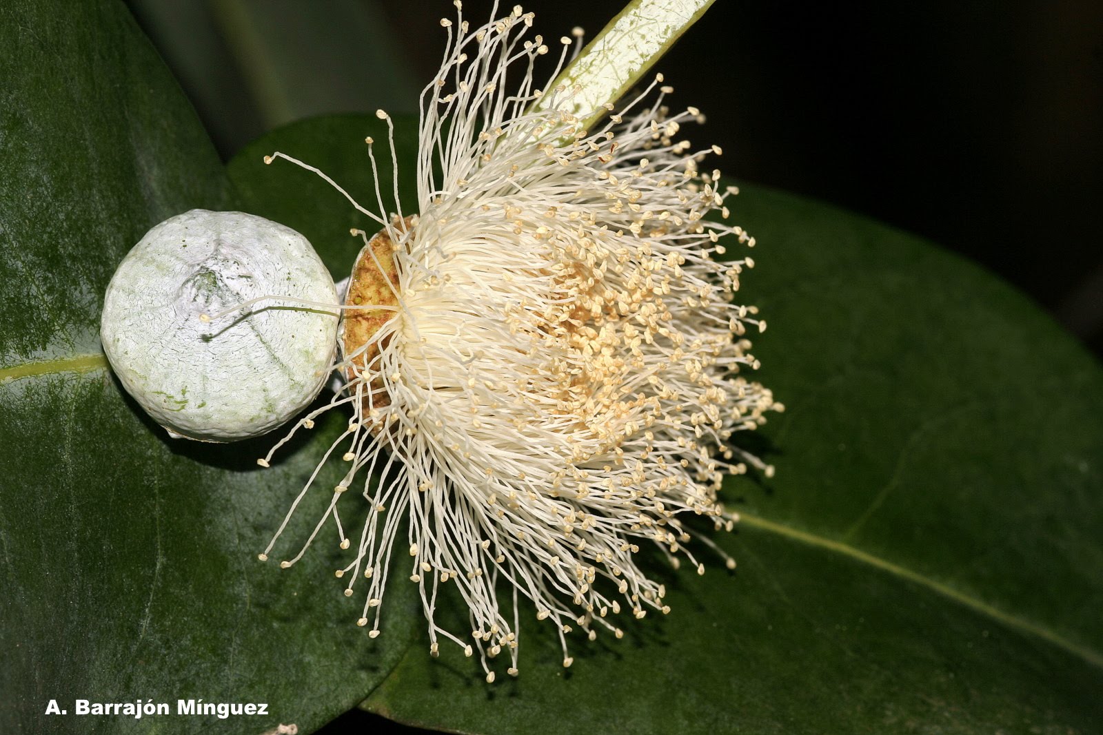 Naturaleza Viva Eucalyptus globulus Labill. subsp. globulus Fam Myrtaceae