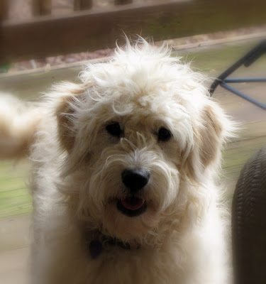 golden retriever mixed with chow. /golden+retriever+mix+chow