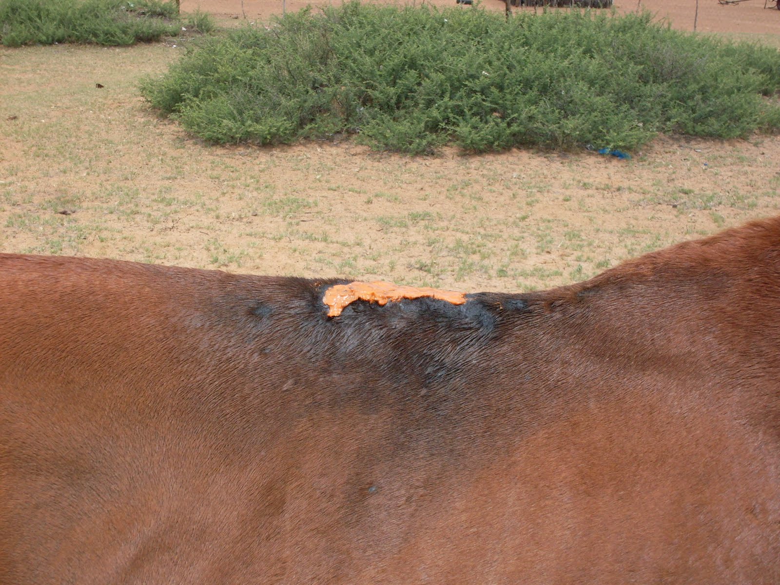 Ryan Cooper December 2009