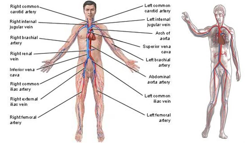 Sistem Transportasi Pada Manusia Nanang Deeper Sistem Transportasi Pada Manusia Nanang Deeper