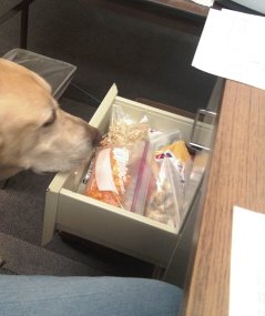 [dog+and+snacks.jpg]