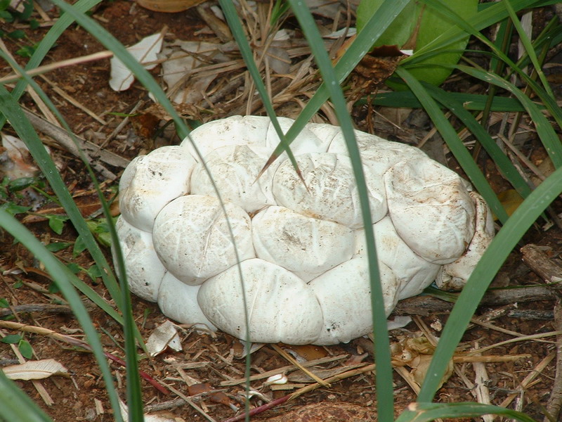 [Python+Eggs.JPG]