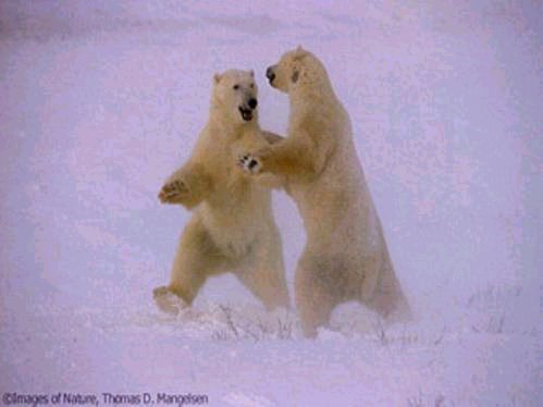 [polar+dance.bmp]
