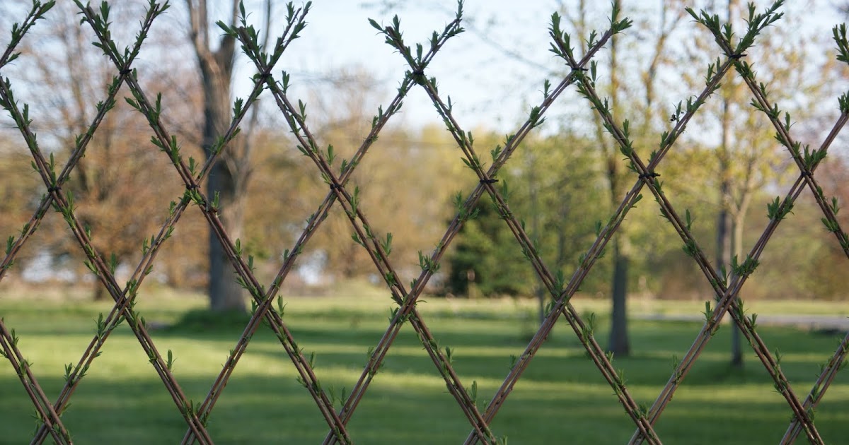 Willows Living willow Fence + Hedge = Fedge