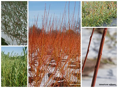 Salix Flame
