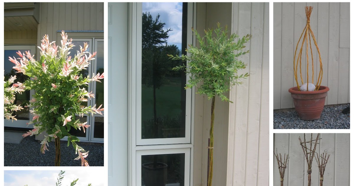 Willows Living Willow Weaving