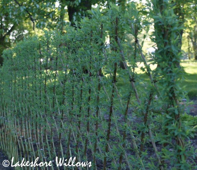 Living Willow Fencing