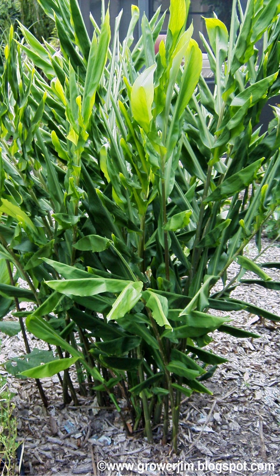 Garden Adventures Zingiber zerumbet (Shampoo Ginger)