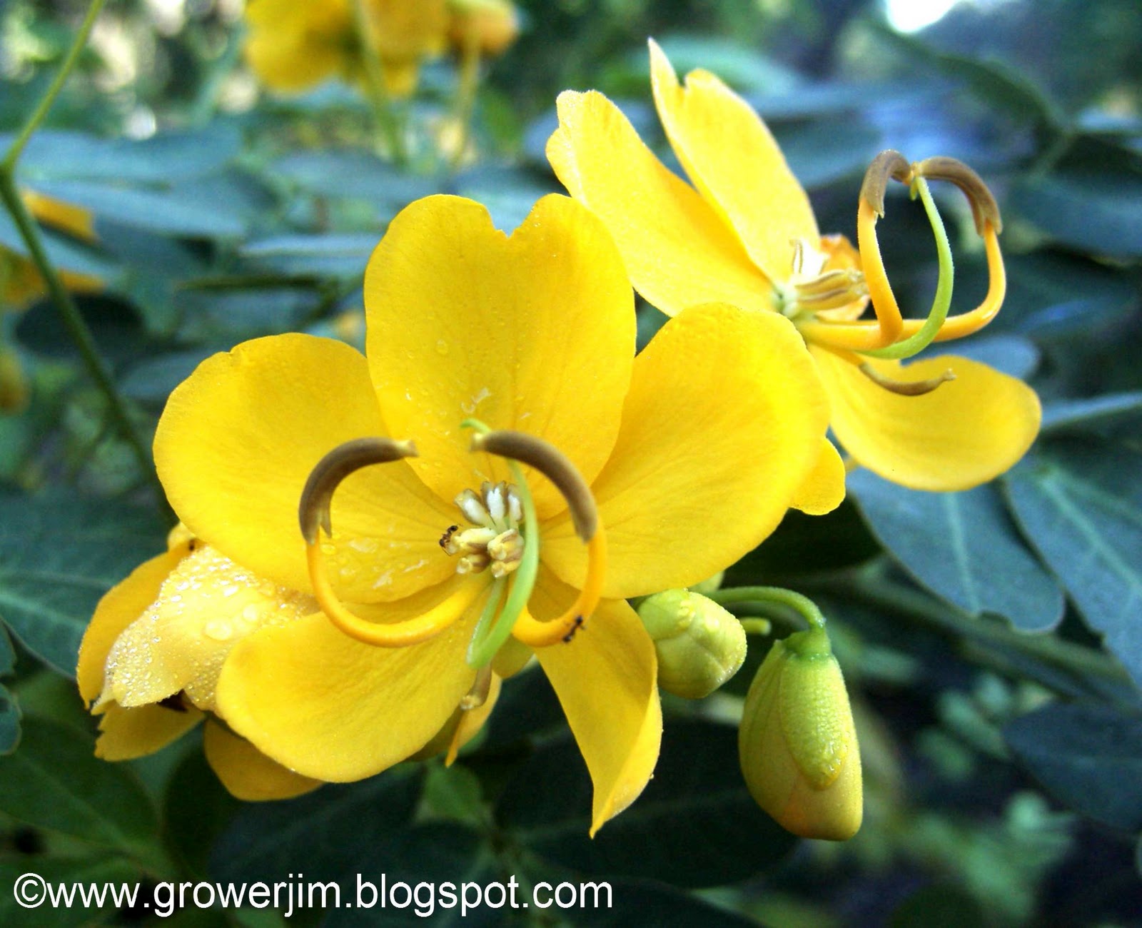 Yellow Cassia Tree