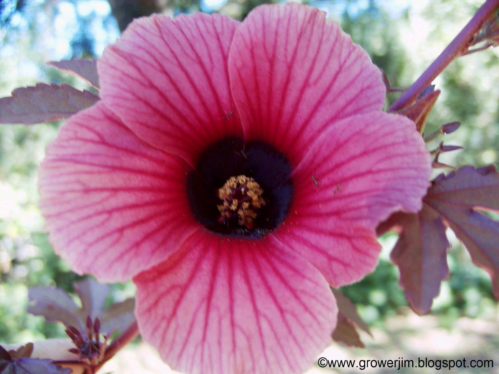 Hibiscus Acetosella