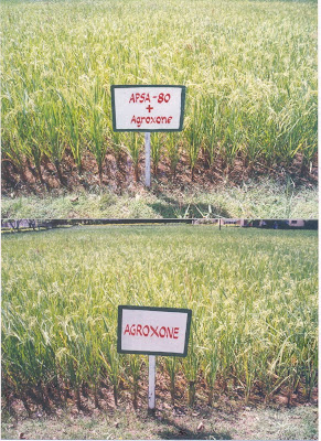 Rice Trial Results