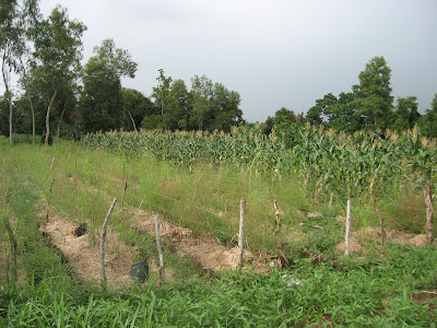 Ormoc Leyte Vegetable Farm