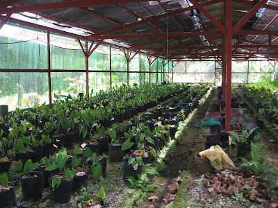 Ormoc Leyte Flower Farm