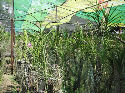 Ormoc Leyte Flower Farm