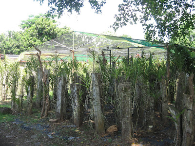 Ormoc Leyte Flower Farm