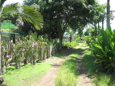 Ormoc Leyte Flower Farm