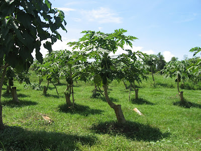 Ormoc Leyte Flower Farm