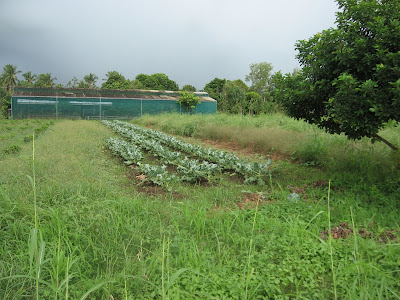 Vegetable Farming