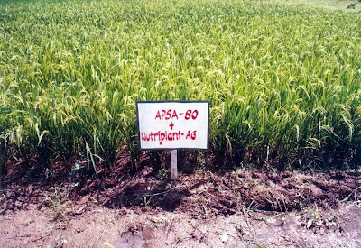 Hybrid Rice