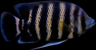 Zebrinha (Tilápia Buttikoferi) Tilapia+buttikoferi+(Zebra)...