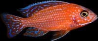 Aulonocaria Fire Fish