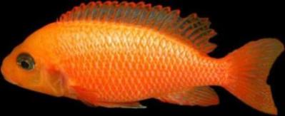 Firefish (Fêmea)